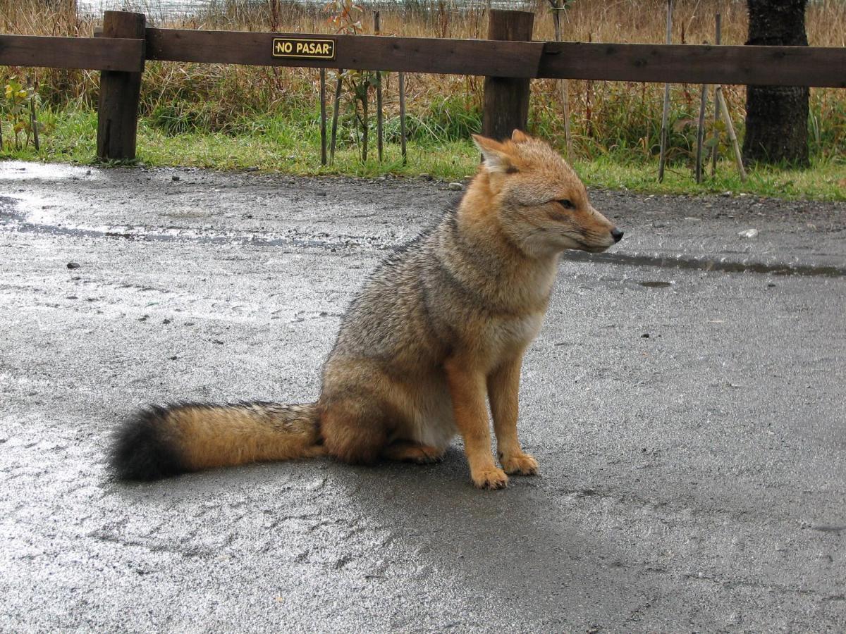 Hotel Natura Peulla Zewnętrze zdjęcie